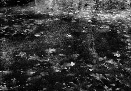 Leaves_in_ice
