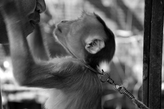Monkey