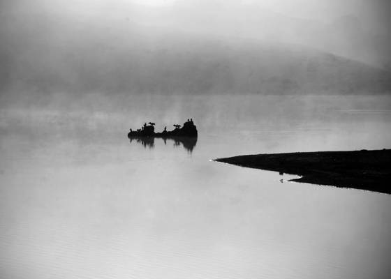 Point_reyes_birds