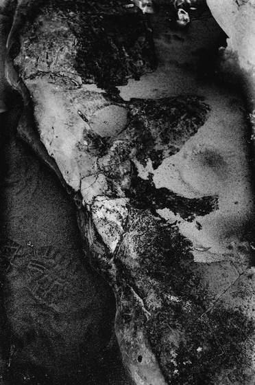 Dog_in_the_sand