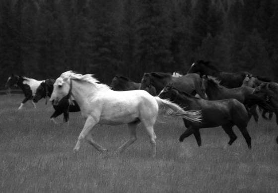 Montana_wrangle