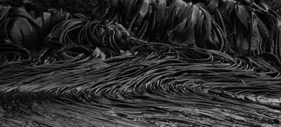 South_georgia_island_kelp