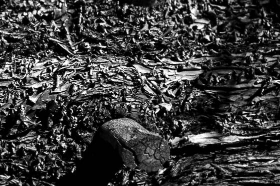Peeling_bark