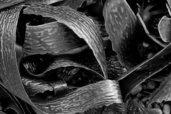 Tangled_kelp