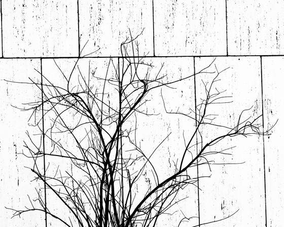 Lines__12