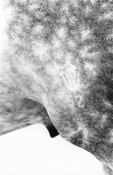Petroglyph_no__52