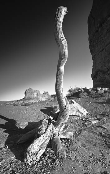 Petrified_cobra