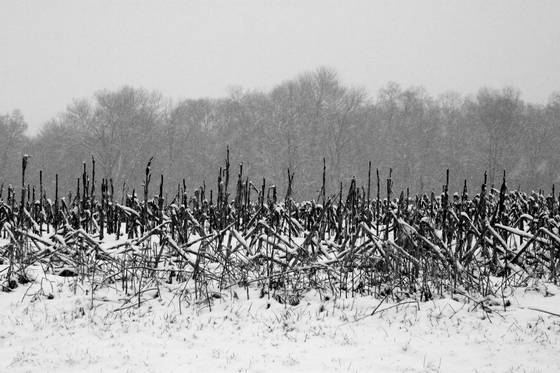 Snow_on_field