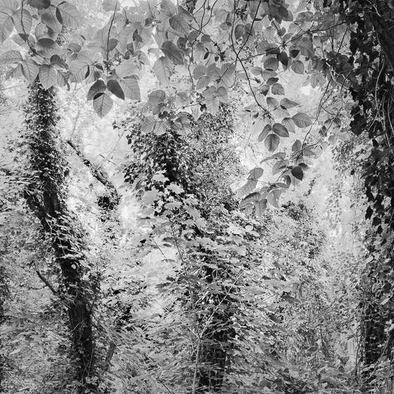 Trees_1
