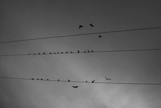 Birds_online