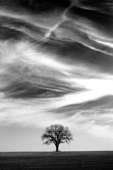 Tall_sky_tree