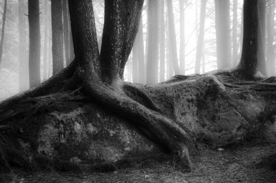 Misty_woods