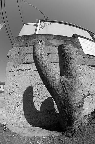 Urban_cactus