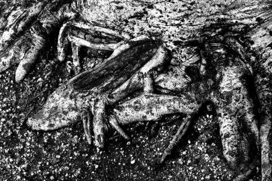 Tree_feet