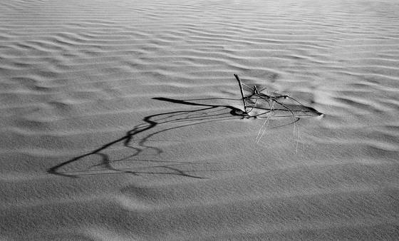 Branch_in_dunes