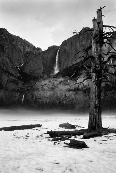 Lone_tree_in_winter