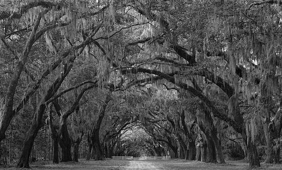 Plantation_road