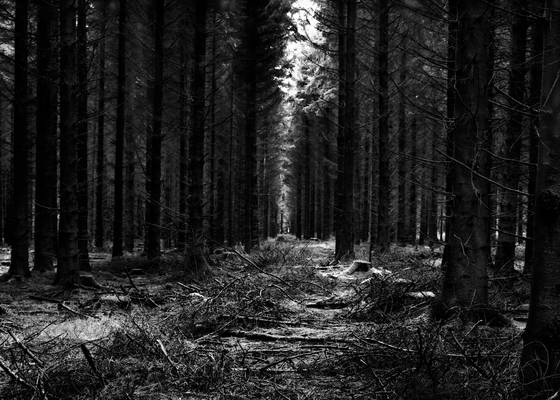 Avenue_of_trees