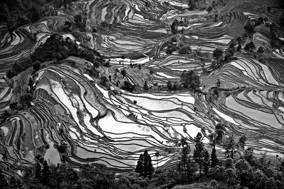 Rice_terraces