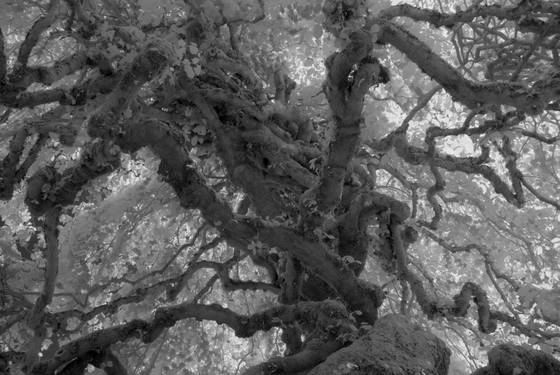Camperdown_elm