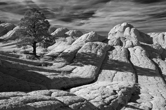 Pinion_pine_and_brainrock