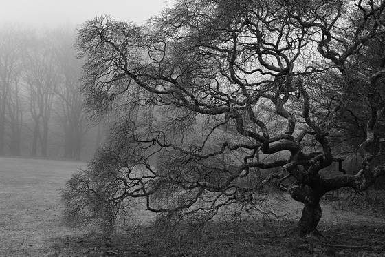 Trees_in_the_mist