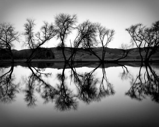 Pond_and_trees