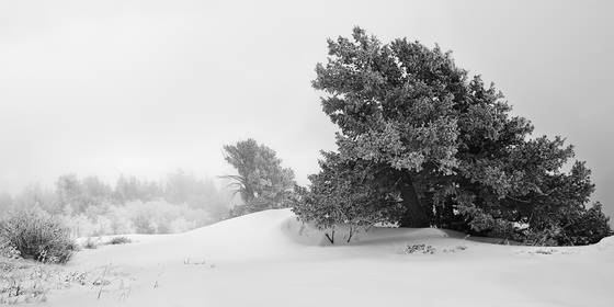 Solitude