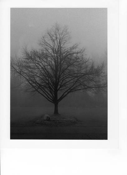 Tree_morning_fog