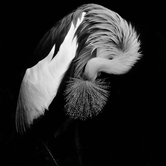 African_grey_crane