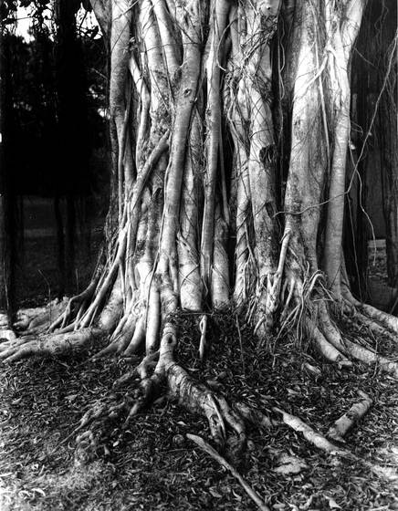 Banayn_tree
