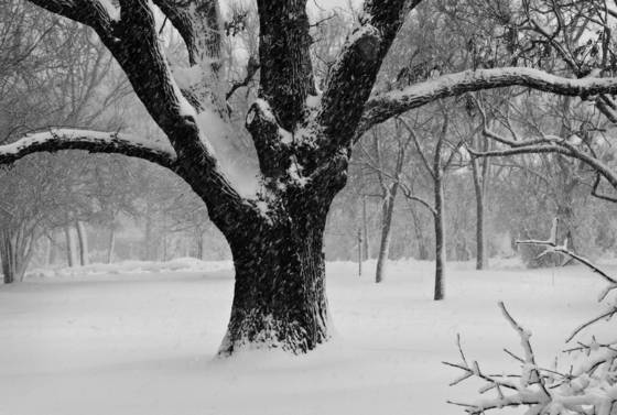 Winter_tree