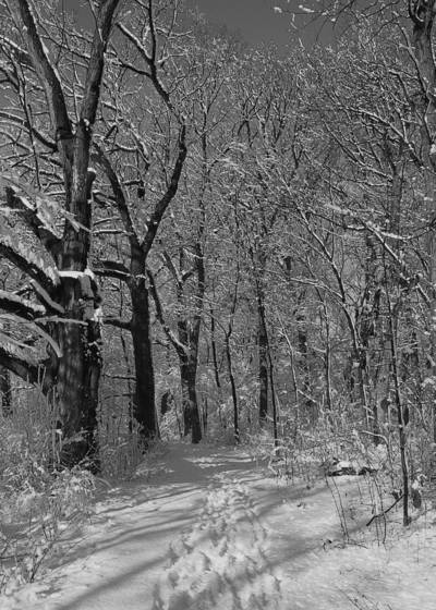 Winter_in_the_oak_grove