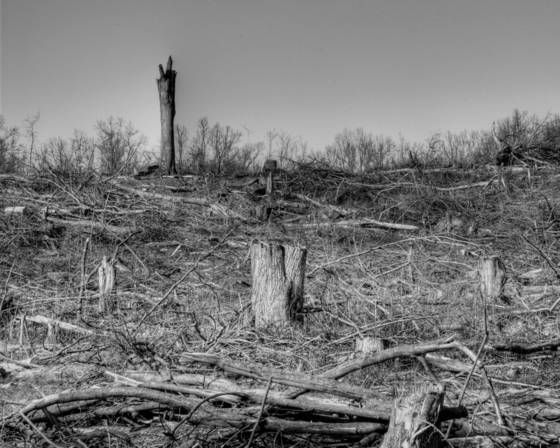 Tree_field__3