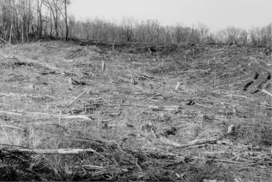 Tree_field__6