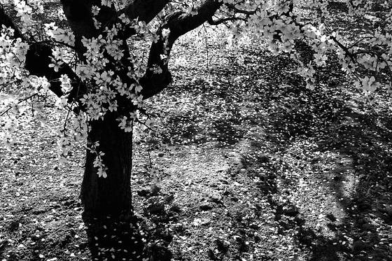 Almond_blossoms