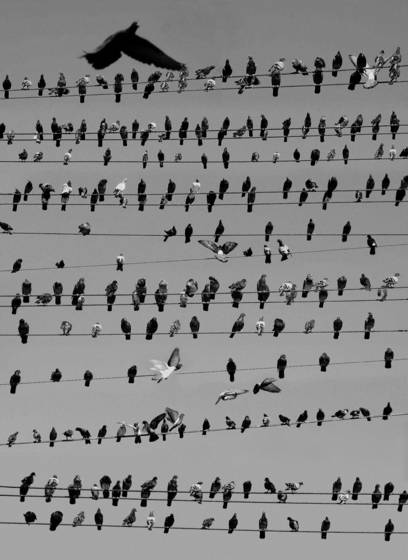 Pigeon_convention