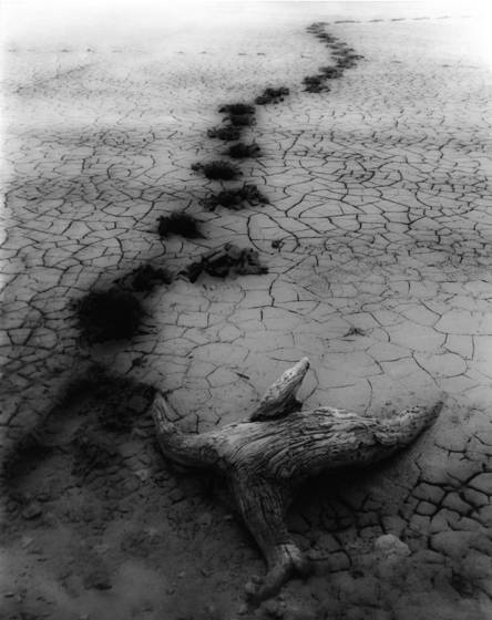 Follow_that_elephant