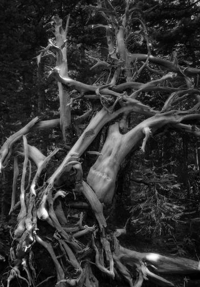 Sylvan_skeleton