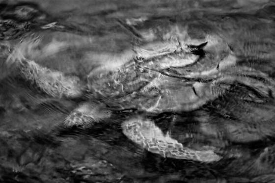 Submerged_sea_turtle