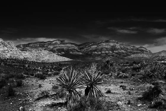 Desert_palms