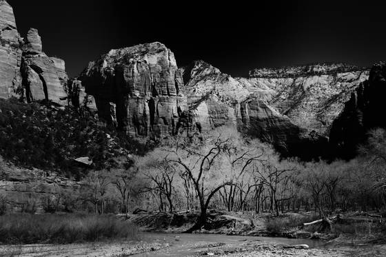 Tree_valley