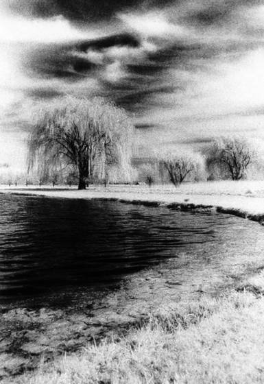 Willows_weeping