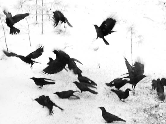 Crows_in_transition