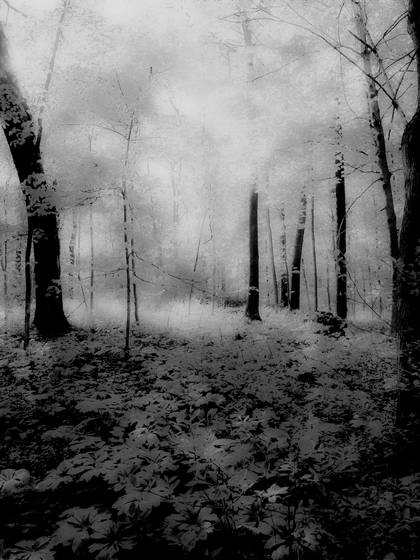 Dreamy_path_2_jpg