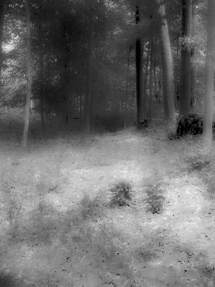 Dreamy_path_jpg