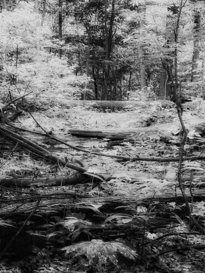Fallen_trees_jpg