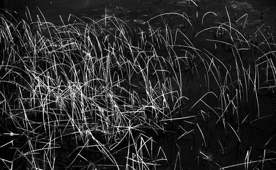 Firewoks_in_the_grass