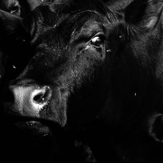 Tormented_bull