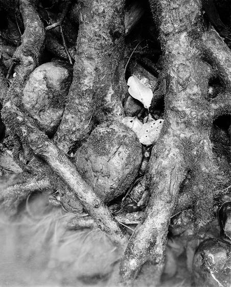 Roots